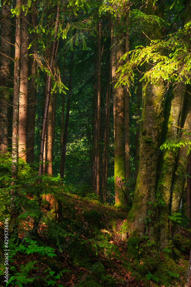 Naklejka premium Beautiful forest in the morning