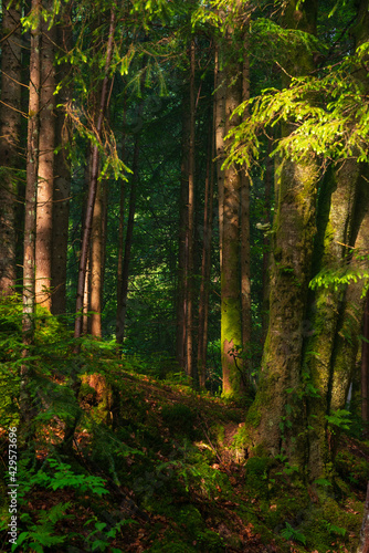 Beautiful forest in the morning