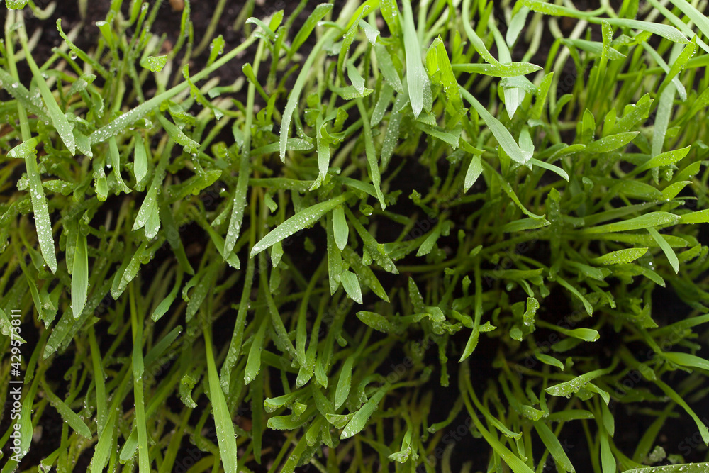 Green succulent lawn grass with dew drops, top view Green succulent lawn grass with dew drops, top view