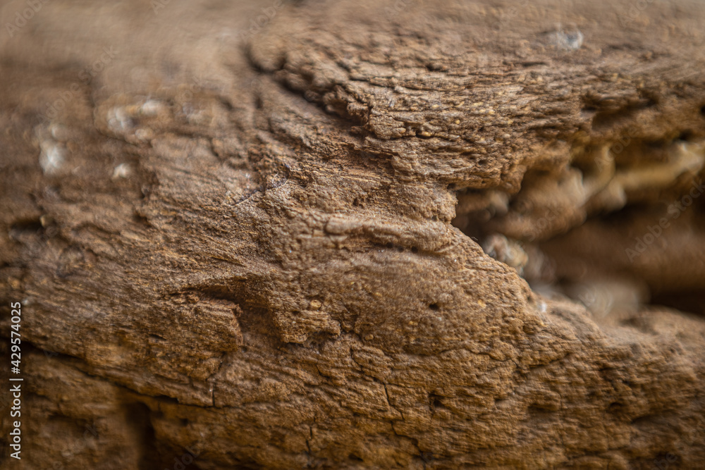 Shallow depth wood textured background. Shallow depth wood textured background.
