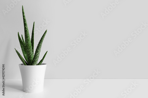 An aloe vera plant in a modern pot on a white wooden table against a gray wall. The concept of minimalism