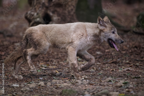 Loup et louveteau arctique