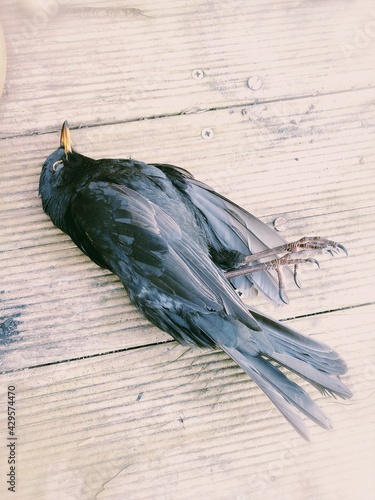 tote amsel