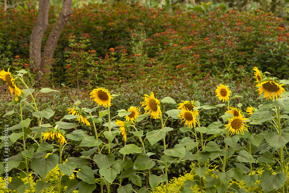 Obraz premium View of Sunflower plantation with sunflowers standing in a row and blooming