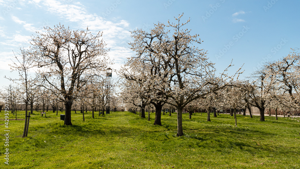 Cherry trees in bloom in the Betuwe in the Netherlands.