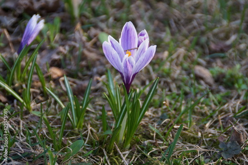 spring crocus flowers © irbismarengo