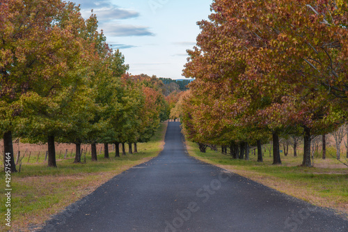 An empty road with maple trees on the side.