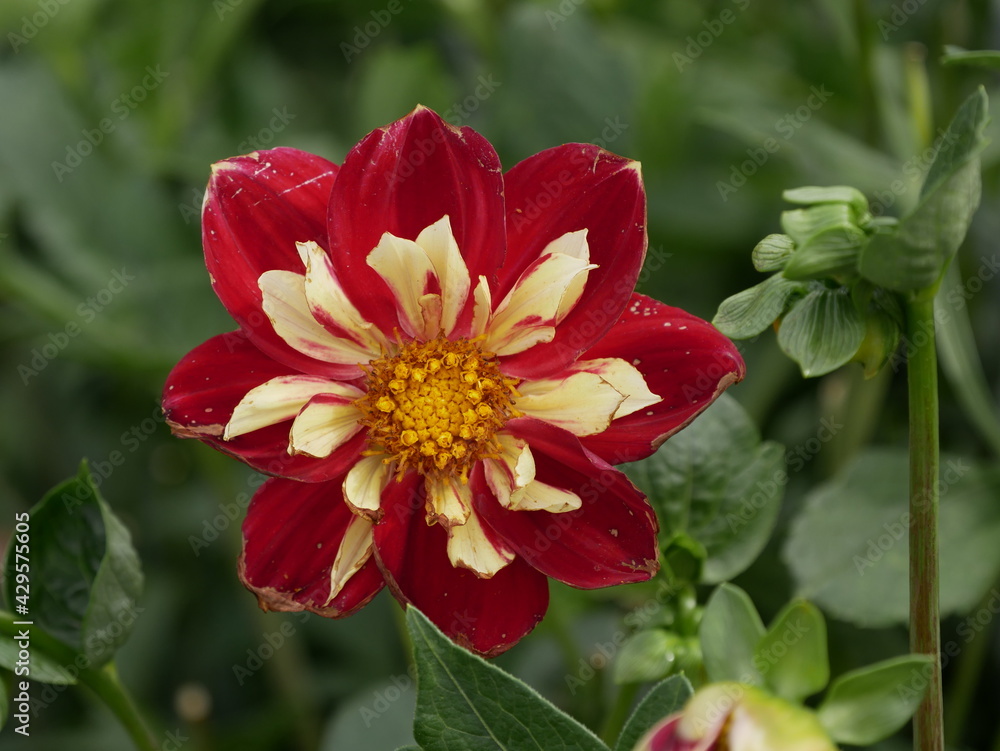 Fototapeta premium Dahliee