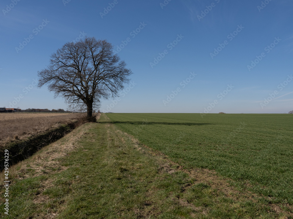 Fototapeta premium Baum auf einer Wiese mit blauem Himmel