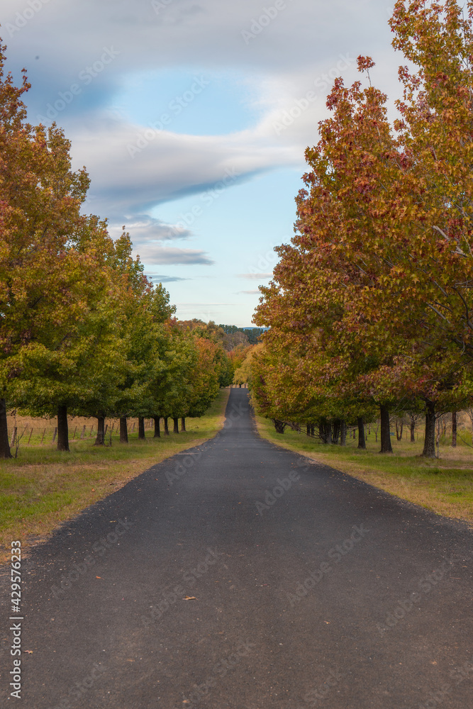 Naklejka premium An empty road with maple trees on the side.