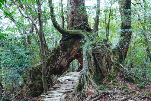 Deep green forest and rivers in Yakushima, Japan
