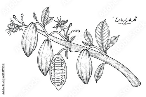 Cacao branch with fruits leaves and flowers hand drawn illustration