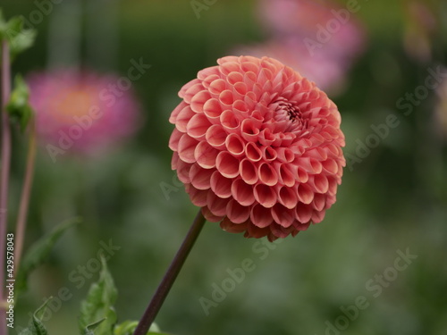 Dahliee