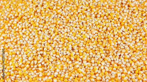 Corn seeds. Background. Text area.