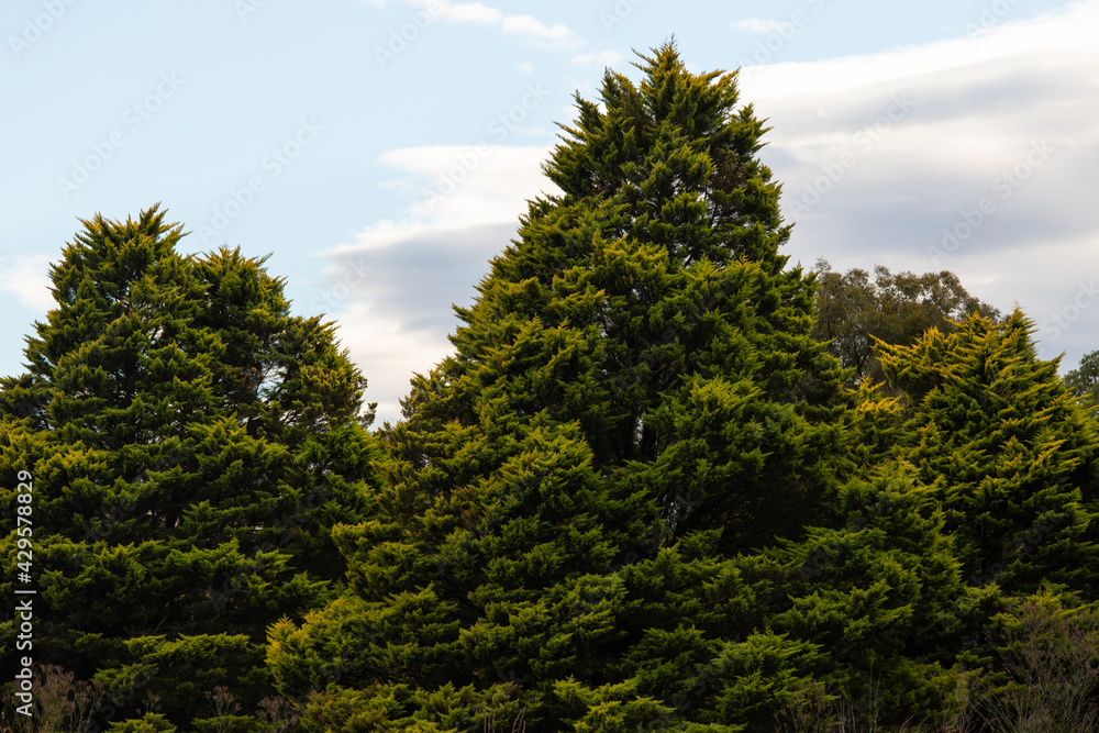Green tall pine tree with cloudy sky.