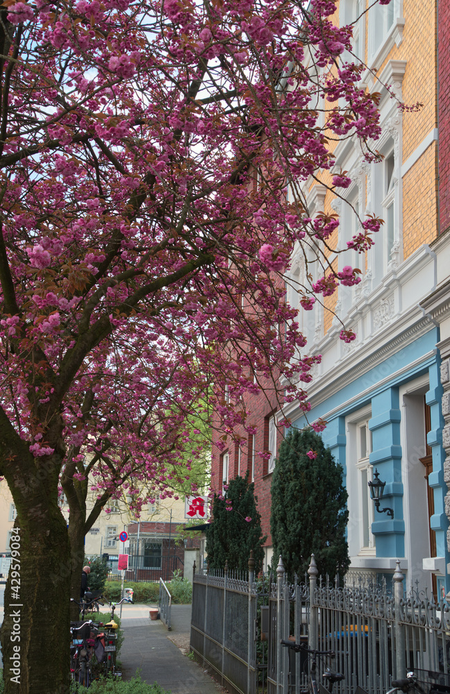 Fototapeta premium Cherry blossom in the city of muenster