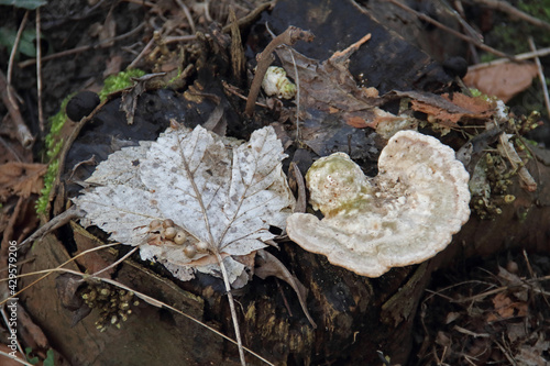 herbstlich © Asray Laleike