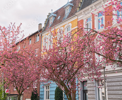 Cherry blossom in the city of muenster