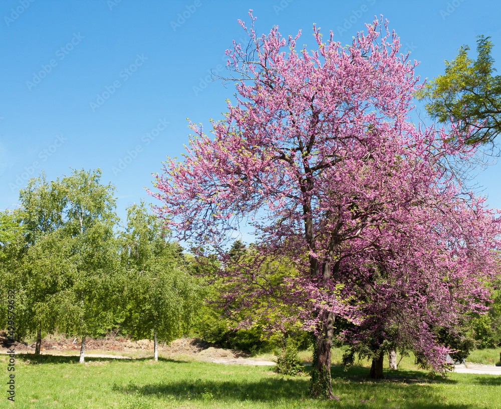 Cercis tree in blossom - cercis sililuastrum, Saints Constantine and Helena resort, Bulgaria.