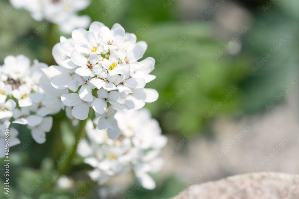 Frühling im Steingarten Frühling im Steingarten