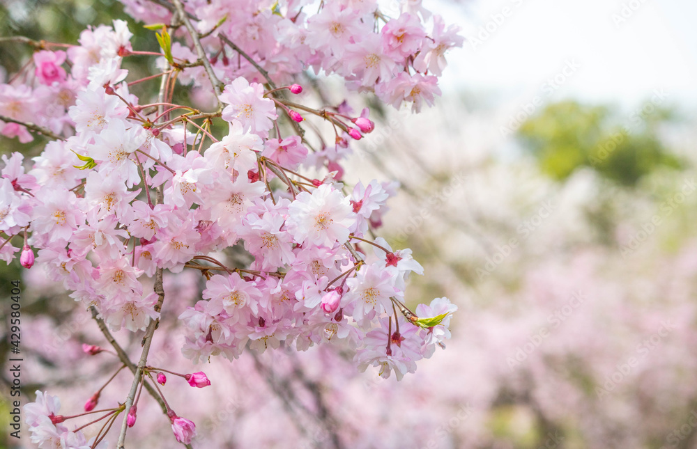 Naklejka premium 満開の八重桜