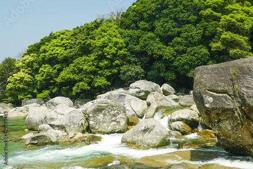 Deep forest in Yakushima, Japan