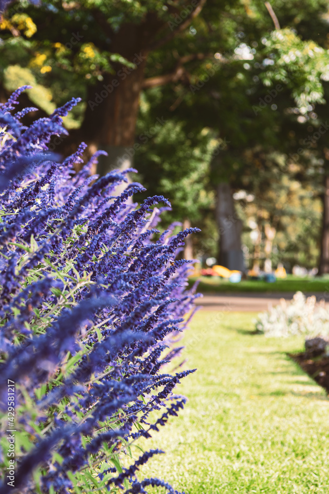 Obraz premium Purple lavender flowers in park
