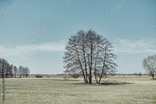 a lonely dry tree in the middle of a green field