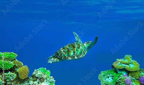 big turtle swims underwater