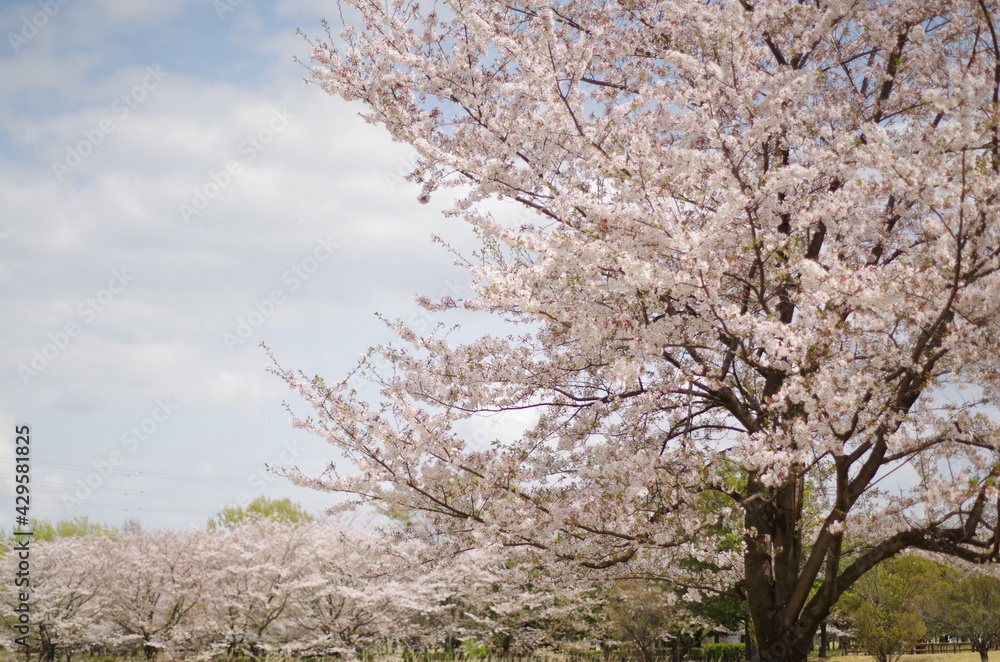 blossom in spring