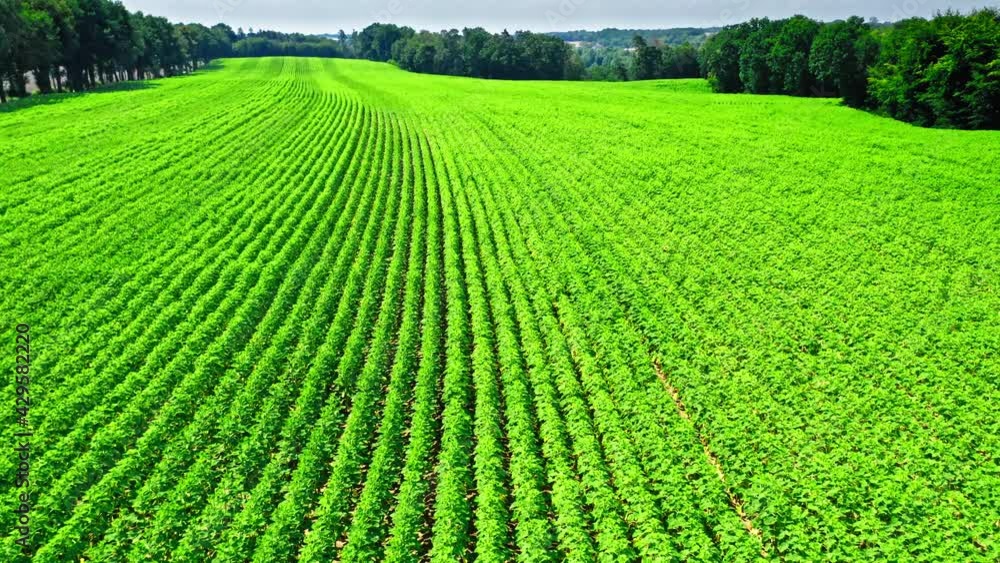 Green field of sunflowers. Agriculture in Poland. Green field of sunflowers. Agriculture in Poland.