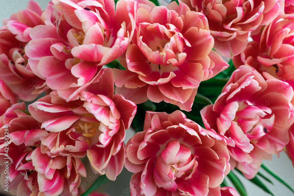 pink terry tulips close-up. floral bright background pink terry tulips close-up. floral bright background