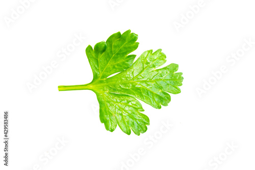 green parsley leaves on a white isolated background