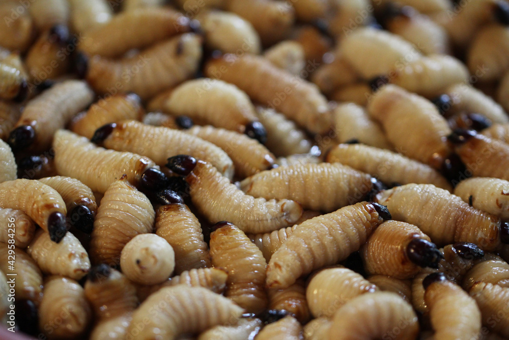 Group of oragnic Living edible palm weevil larvae (Rhynchophorus phoenicis), Rhinoceros beetle at traditional food market in the national jungle forest, protein source, advertisement backgrounds, Group of oragnic Living edible palm weevil larvae (Rhynchophorus phoenicis), Rhinoceros beetle at traditional food market in the national jungle forest, protein source, advertisement backgrounds,