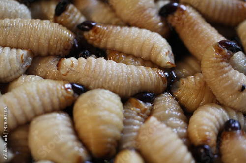 Group of oragnic Living edible palm weevil larvae (Rhynchophorus phoenicis), Rhinoceros beetle at traditional food market in the national jungle forest, protein source, advertisement backgrounds,