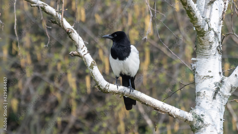 Fototapeta premium Elster