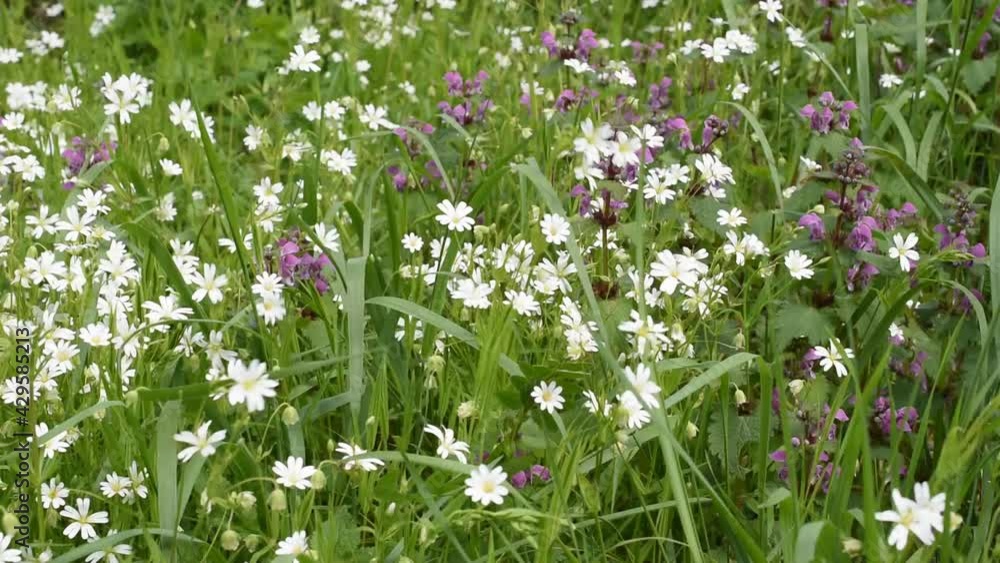 Spring field with white flowers (cerastium arvense) and red dead-nettle swinging in the wind Spring field with white flowers (cerastium arvense) and red dead-nettle swinging in the wind
