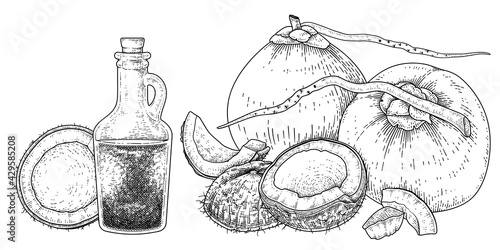 Whole half shell meat and oil of Coconut hand drawn vector retro illustration