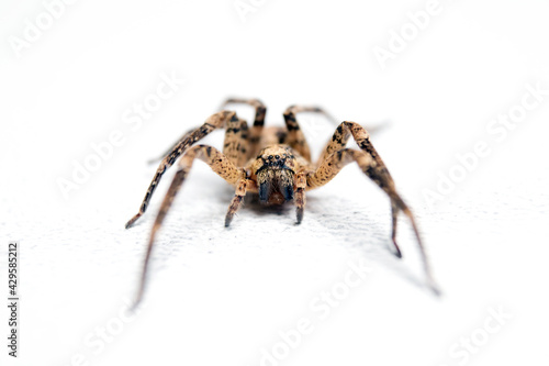 Spider front view closeup on white blackground isolated