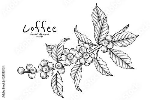Branch of coffee with fruits Hand drawn illustration