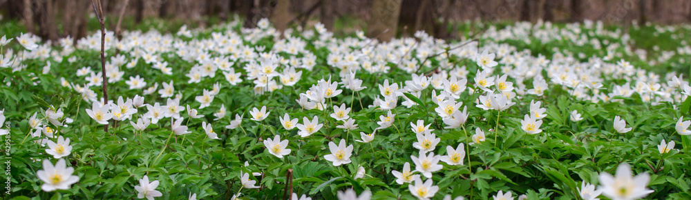 a glade of white flowers in the forest.. a glade of white flowers in the forest..