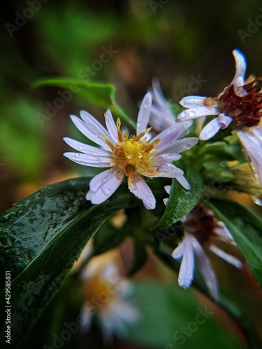 Dew covered white flower with blurred background 