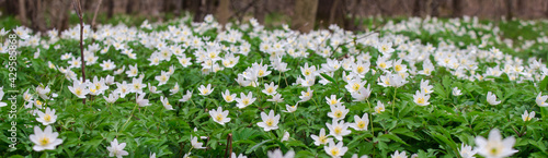 a glade of white flowers in the forest..