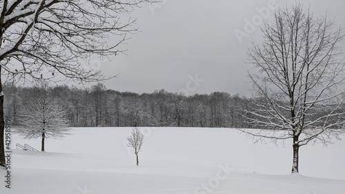 Snow covered soccer field with trees 