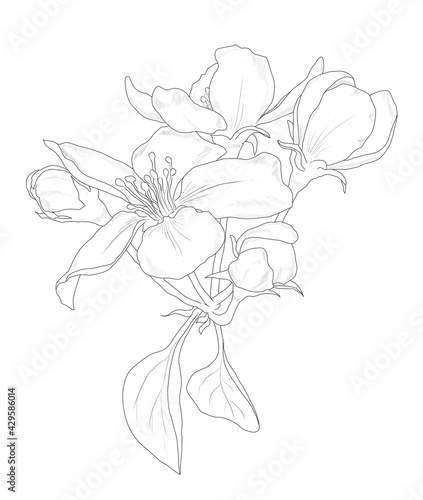 Hand drawn linear apple flowers isolated on a white background. Floral graphic illustration for invitations, cards, logos, prints. Contour picture. 