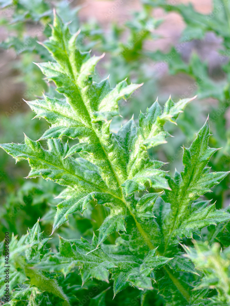 A close-up of green thorny leaf of thistle. A common weed with spikes growing in rural fields and meadows. A close-up of green thorny leaf of thistle. A common weed with spikes growing in rural fields and meadows.