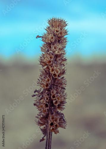 A dried inflorescence of field plant against the blurred background. Common herbs for rural areas and meadows in the springtime.