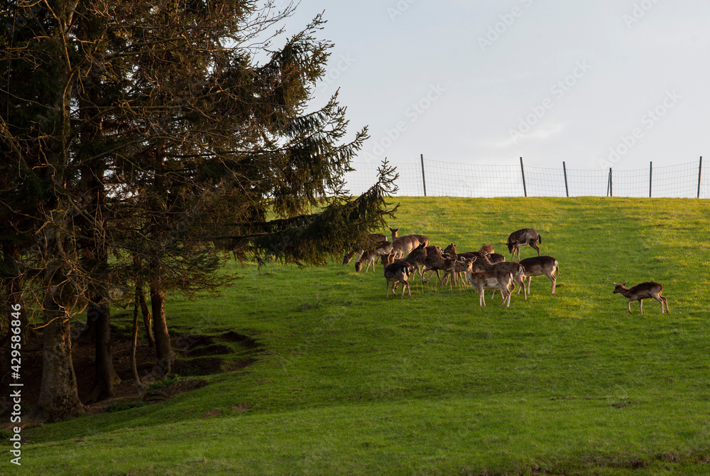 corzos salvajes en el campo