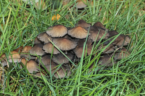Büschel von Tintlingen im Gras, Coprinus (Pilze)