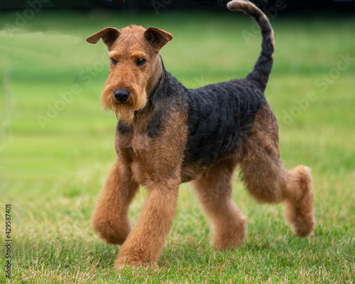 Canvastavla Airedale Terrier